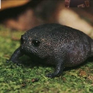 Meet your Posher, Grayden